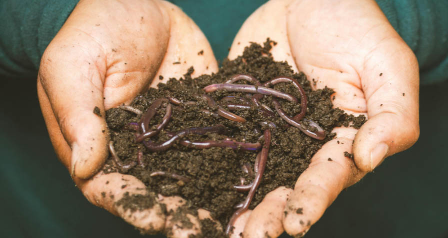 Earthworms