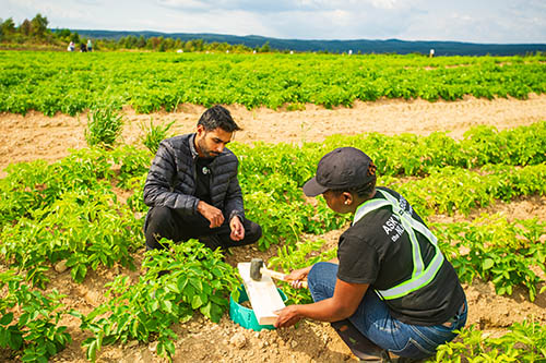 installing PVC collars for sampling GHGs in the potato field