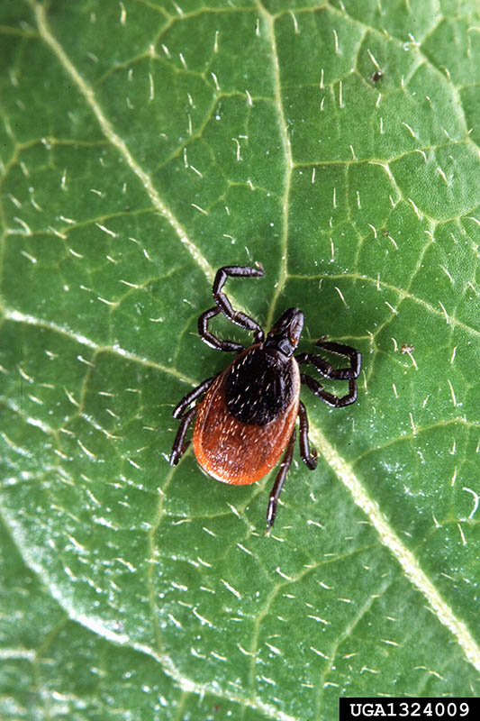 The black-legged tick